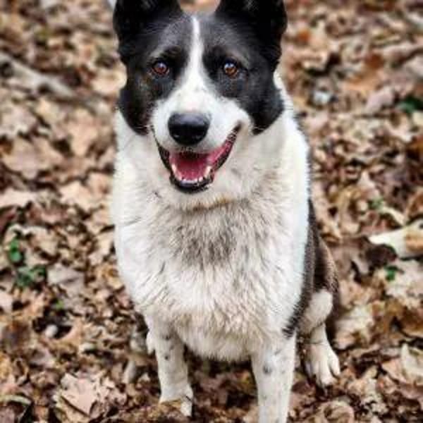 ZELDA, sportlich und intelligent