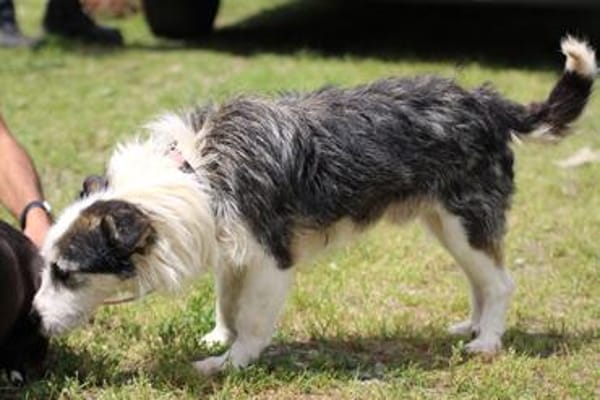 Sinco - kinderlieber Familienhund