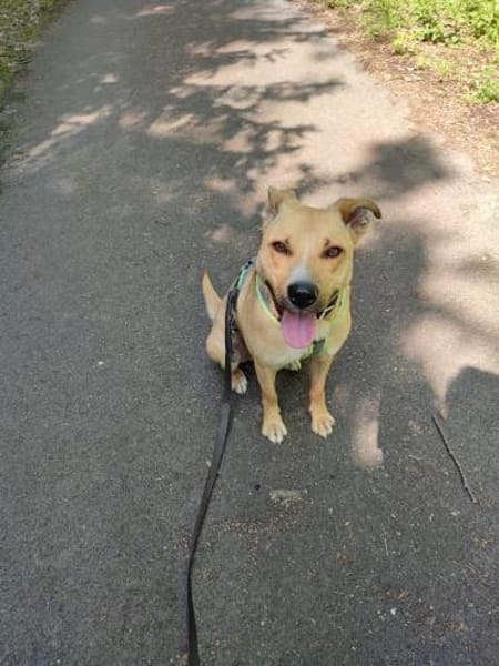 Rambo sucht ein Zuhause