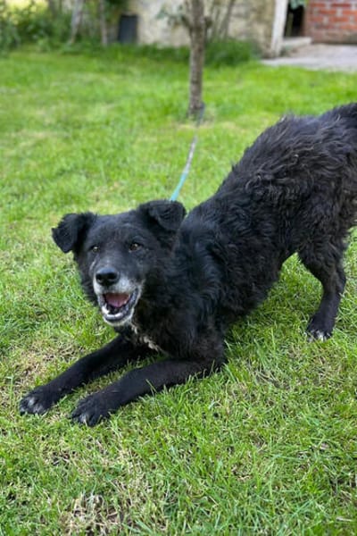 BIMALsozialer Familienhund wartet schon in 67753 Aschbach