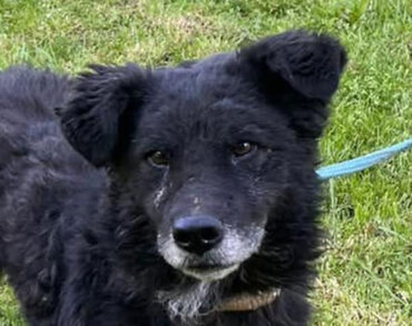 BIMALsozialer Familienhund wartet schon in 67753 Aschbach