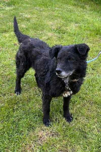 BIMALsozialer Familienhund wartet schon in 67753 Aschbach