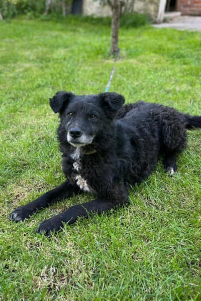 BIMALsozialer Familienhund wartet schon in 67753 Aschbach