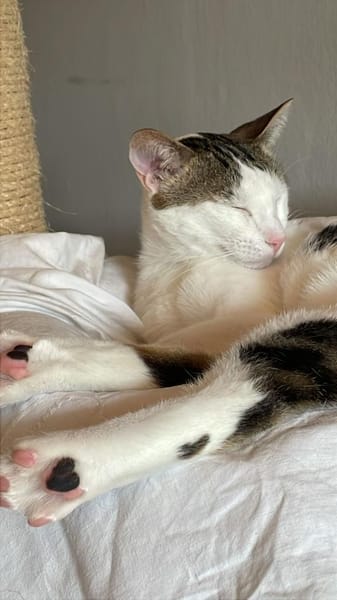 Caspar und Milo /Virneburg(ALO)