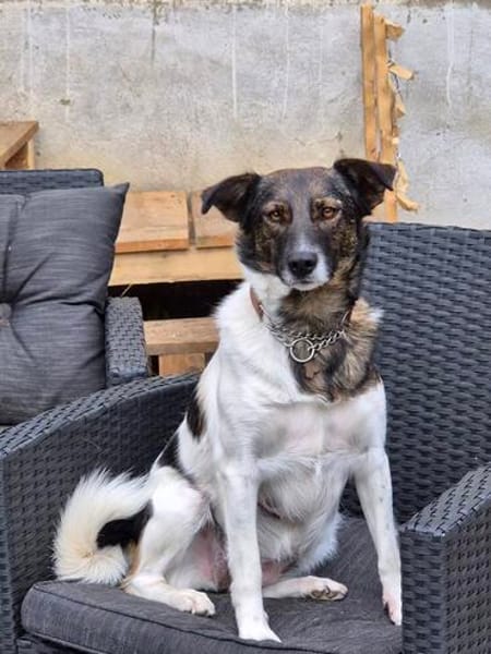 Mira wünscht sich einfühlsame Menschen mit Spaß am Kuscheln