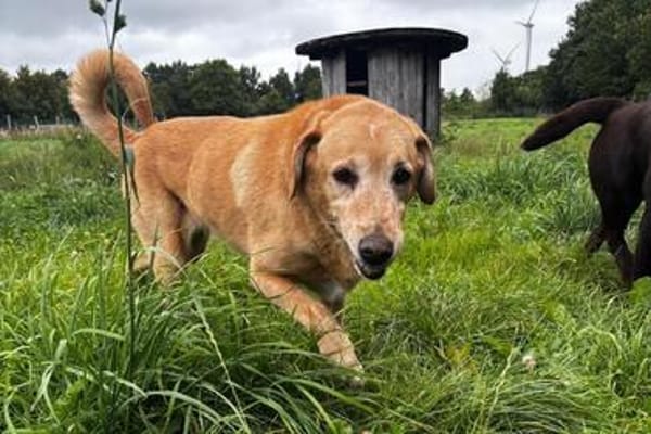 Charlie-freundlicher Senior sucht ein ruhiges Zuhause