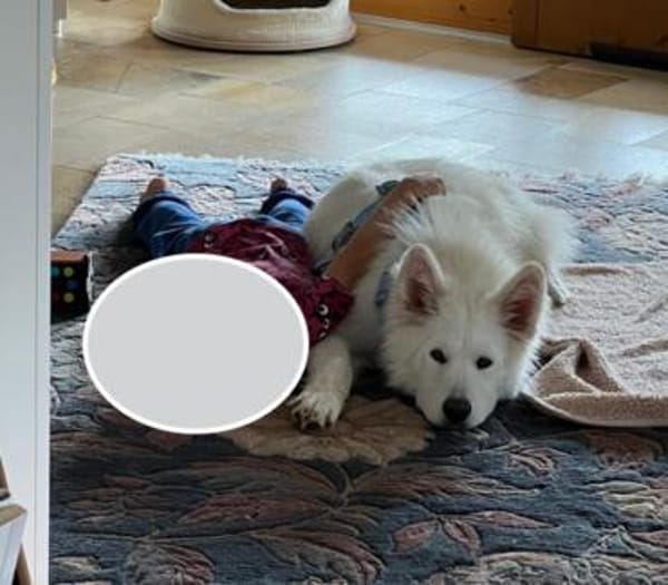 Über Ghost  Traumhund sucht Traumzuhause