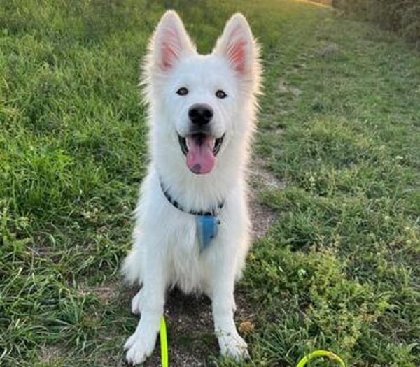 Über Ghost  Traumhund sucht Traumzuhause