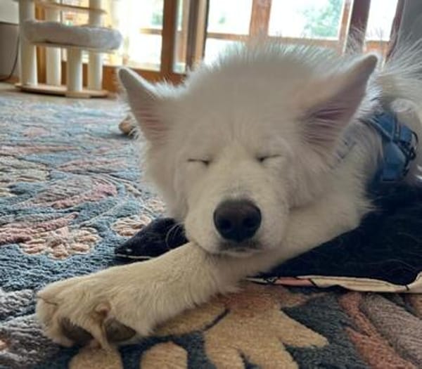 Über Ghost  Traumhund sucht Traumzuhause