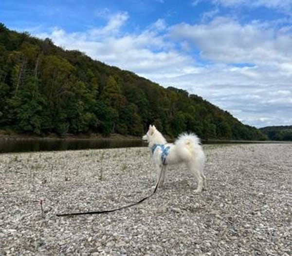Über Ghost  Traumhund sucht Traumzuhause
