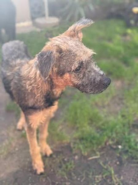 🐾 Josy sucht ihr Zuhause 🏡❤