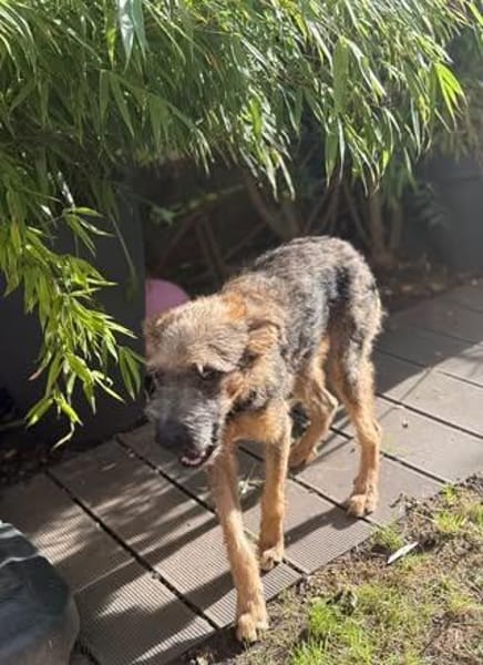 🐾 Josy sucht ihr Zuhause 🏡❤