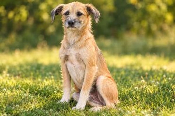 Romy sucht ein empathisches Zuhasue