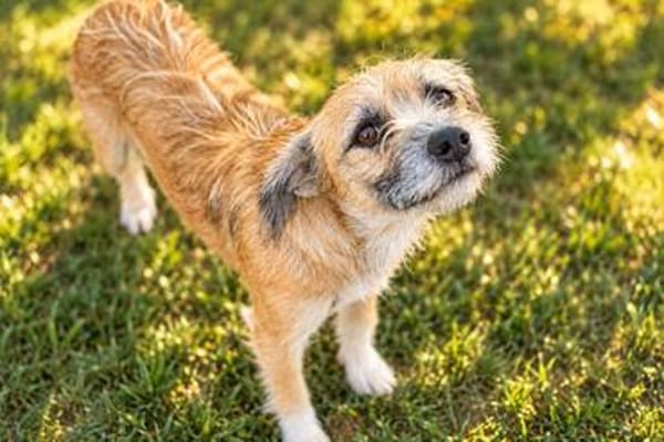 Romy sucht ein empathisches Zuhasue