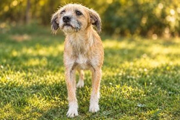 Romy sucht ein empathisches Zuhasue