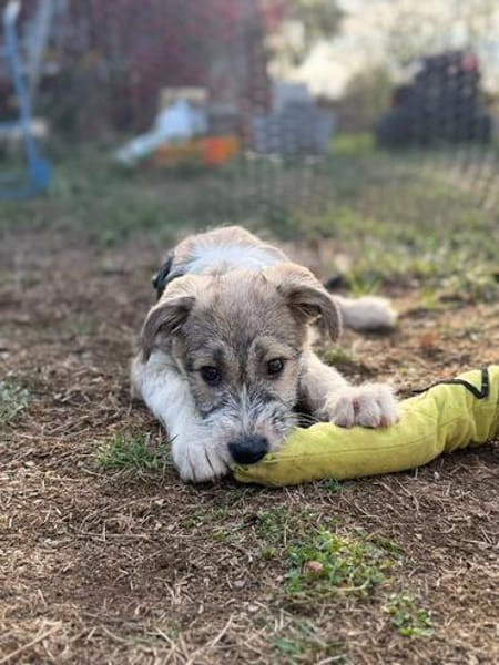 Lumi - verspielt, tollpatschig, neugieriges Hundekind