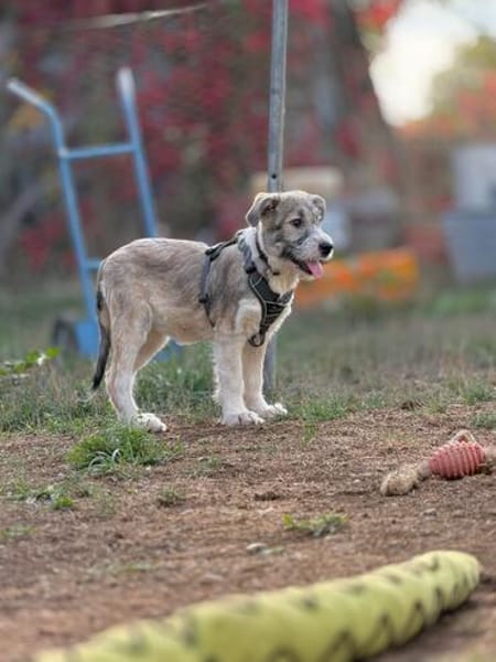 Lumi - verspielt, tollpatschig, neugieriges Hundekind