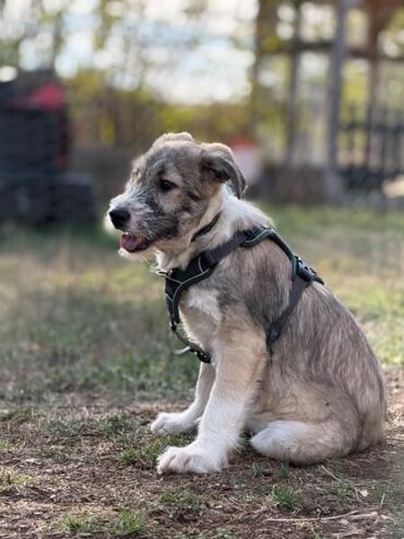 Lumi - verspielt, tollpatschig, neugieriges Hundekind