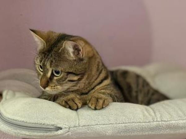 Mercy sucht ein liebevolles Zuhause