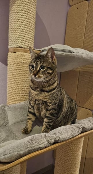 Mercy sucht ein liebevolles Zuhause
