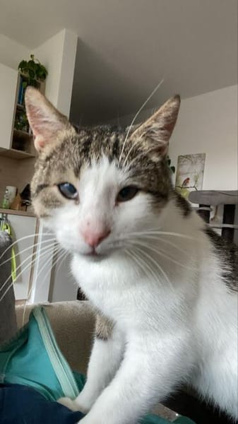 Lounis - Kleiner Charmeur sucht dich