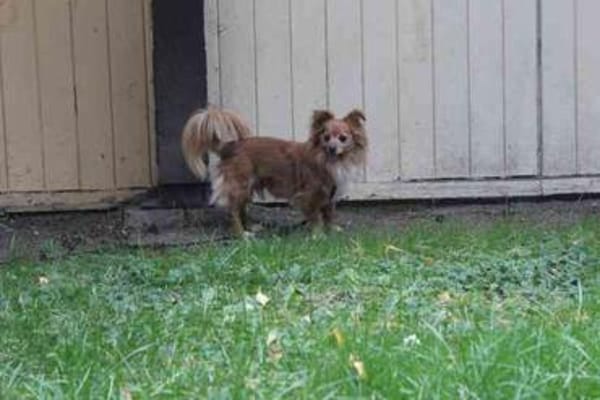 Yuki, nur für erfahrene Besitzer
