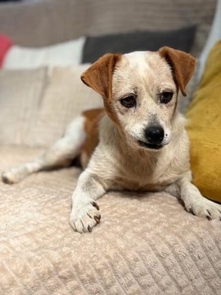 Heidi - bereit für ein gemütliches Zuhause