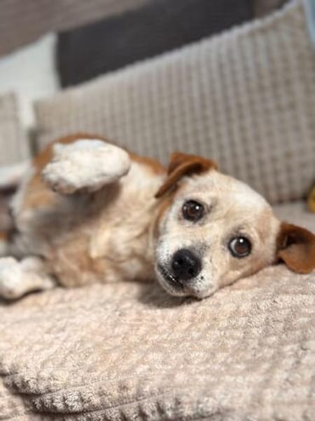 Heidi - bereit für ein gemütliches Zuhause