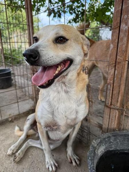 BENJI, kleiner, lustiger Hundemann