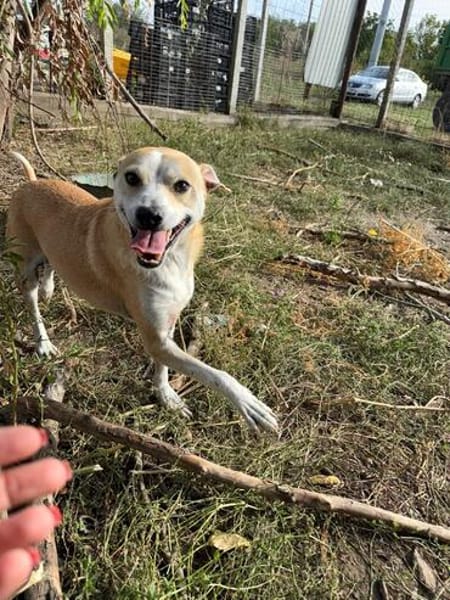 BENJI, kleiner, lustiger Hundemann