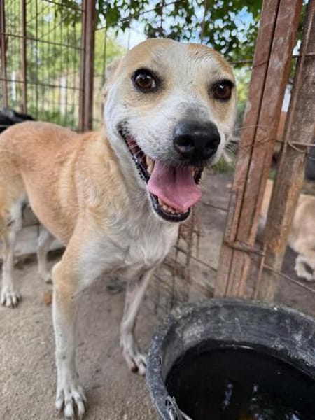BENJI, kleiner, lustiger Hundemann