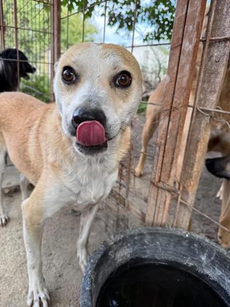 BENJI, kleiner, lustiger Hundemann