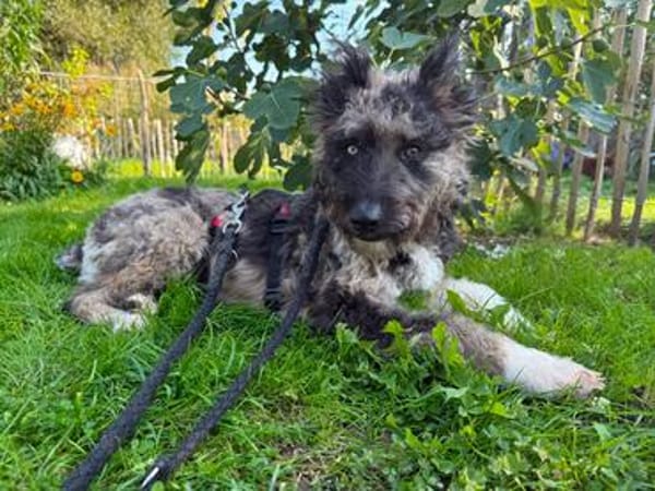 Agora1, verschmust/klug, sucht Zuhause. NEUE FOTOS!!!!!!!