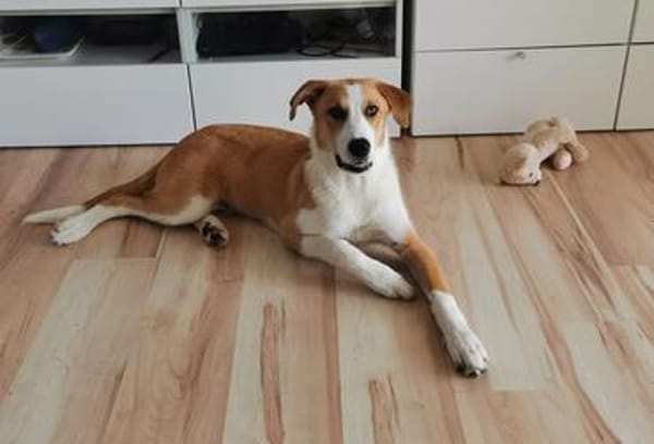 FRASSINO KANN VIEL LIEBE GEBEN