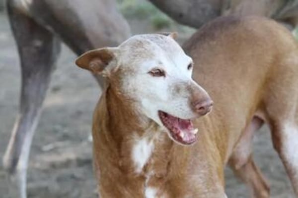 Zeta1, Traumhund!,  sucht seine Familie - NEUE FOTOS - VIDEO