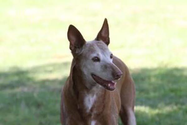 Zeta1, Traumhund!,  sucht seine Familie - NEUE FOTOS - VIDEO