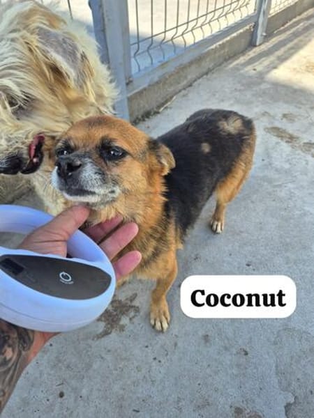 Coconut konnte dem animal-hoarding entkommen