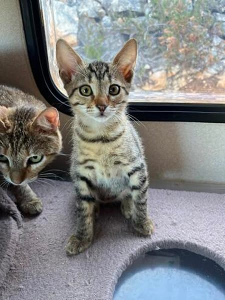 Verspieltes Kitten- Franzi