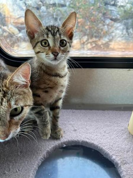 Verspieltes Kitten- Franzi