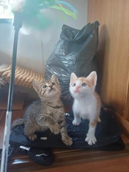 Verspieltes Kitten- Franzi