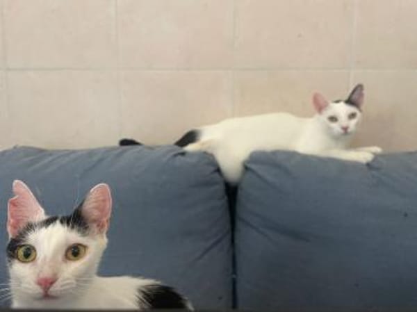 Fröhliche FIV+ Kiki