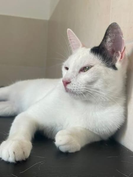 Fröhliche FIV+ Kiki