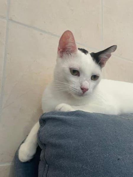 Fröhliche FIV+ Kiki