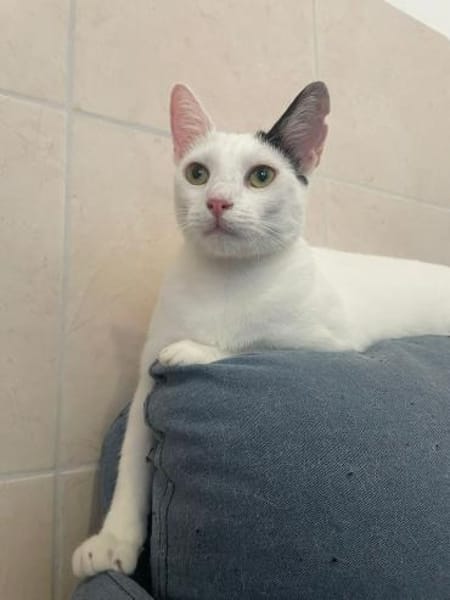 Fröhliche FIV+ Kiki