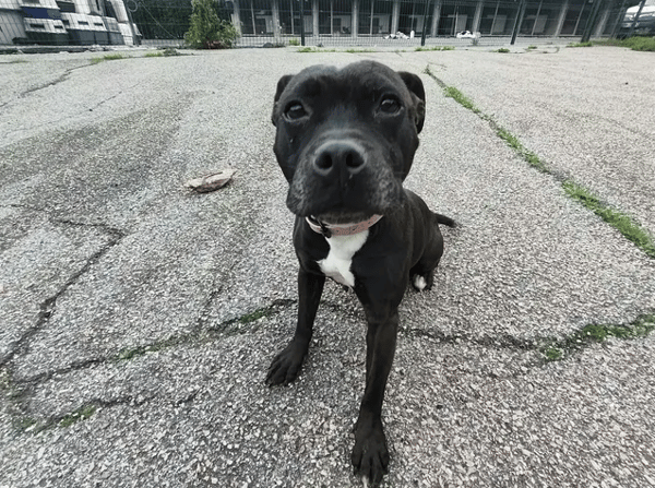 NIKITA