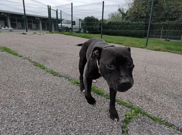 NIKITA
