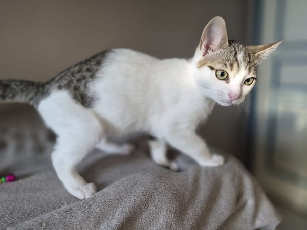 CESAR
