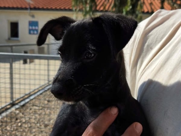 Bandit ( En cours d'adoption )