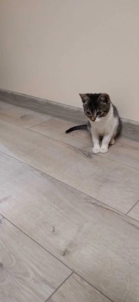Cleo