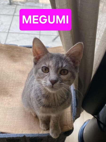 YUJI ET MEGUMI À ADOPTER ENSEMBLE